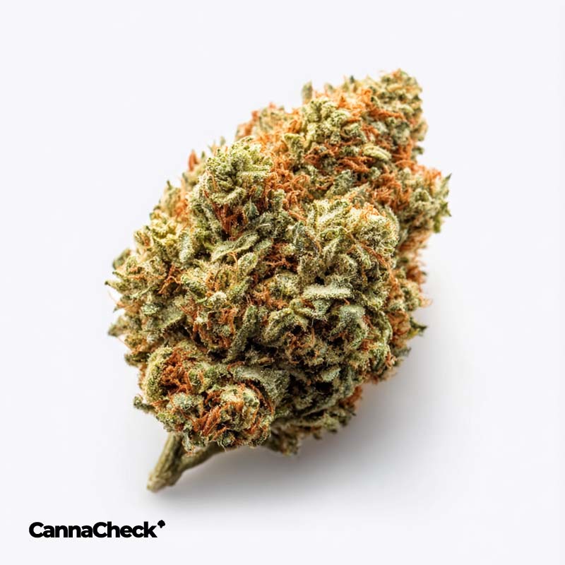 Remexian 30/1 T8C DEB Death Bubba Kush