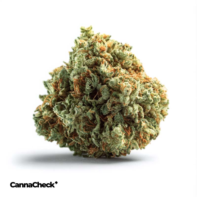 Sibanax Crescendo Cookies 24/1