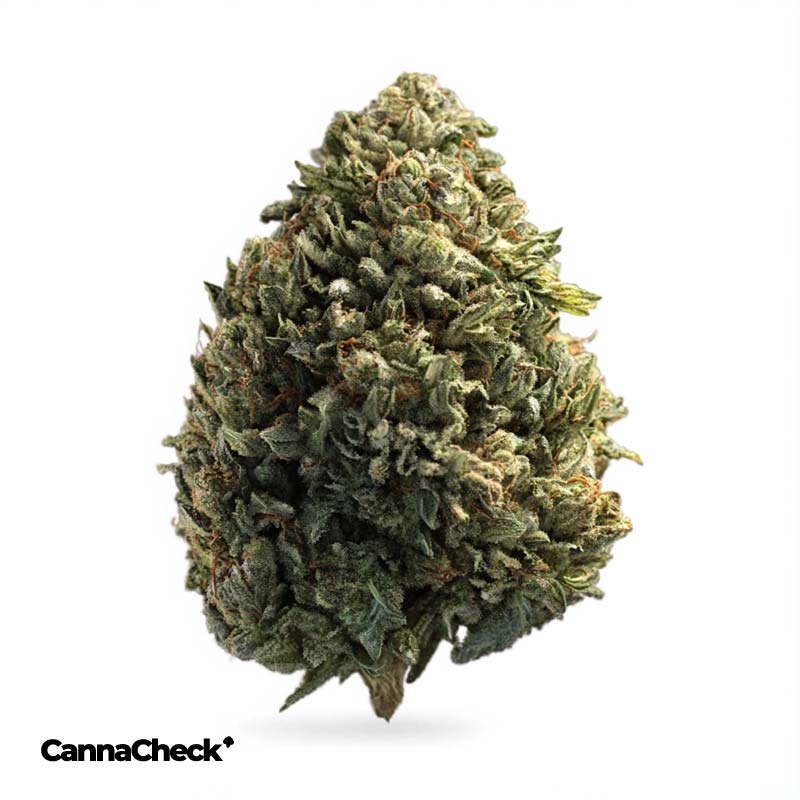 420 Evolution 33/1 CA MFG Modified Grapes