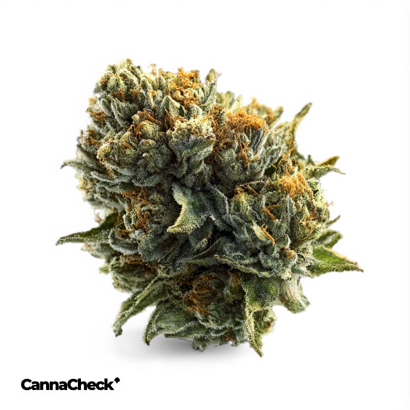 Sumo Canada Craft No. 1 MAC Deluxe