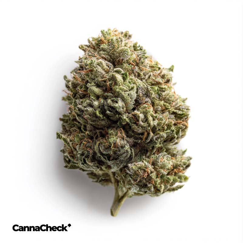 Wellford Aquaponic 23/1 BOC Bozy's Cure