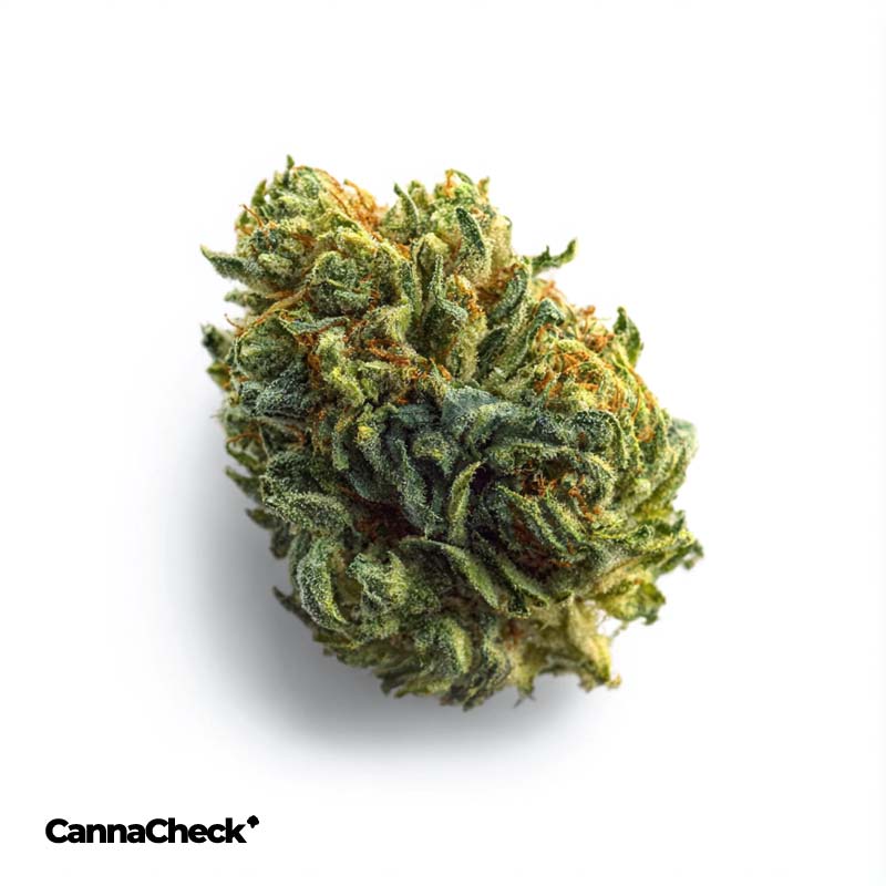 Cannabis flos 30/1 CNDA Ku. Purple Churro