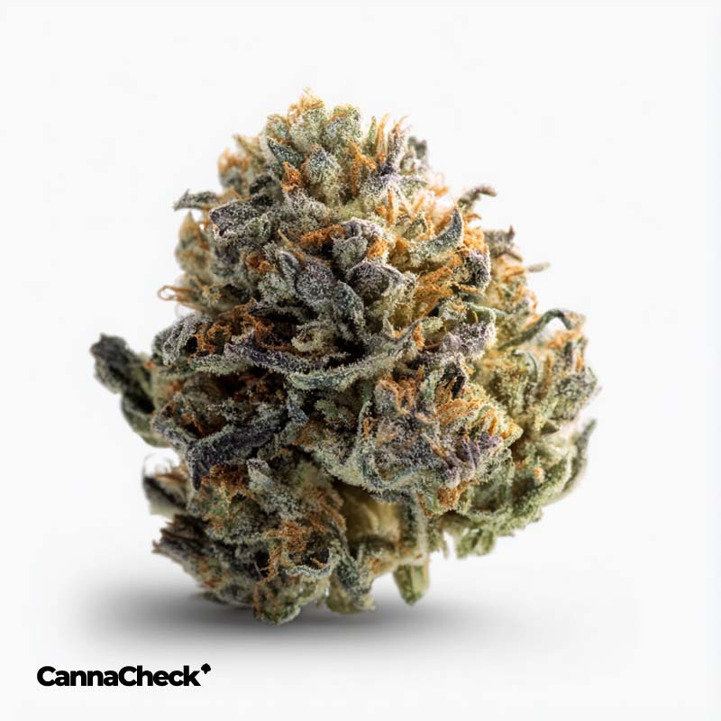 enua 22/1 ICC CA Ice Cream Cake