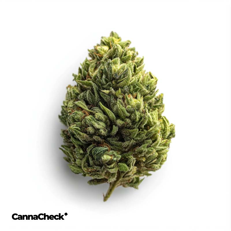 Botanics Orient Bazaar 22/1 Sherbz