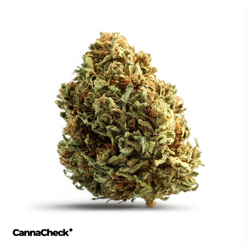 avaay Signature 19/1 MC Mandarin Cookies