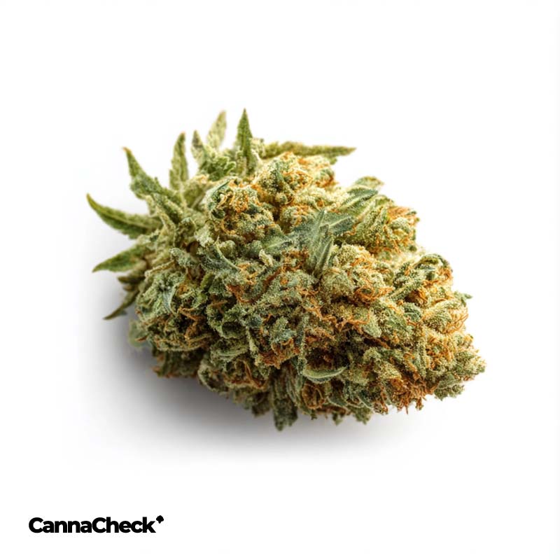 Tilray THC18 Spotlight Porto Girl Scout Cookies