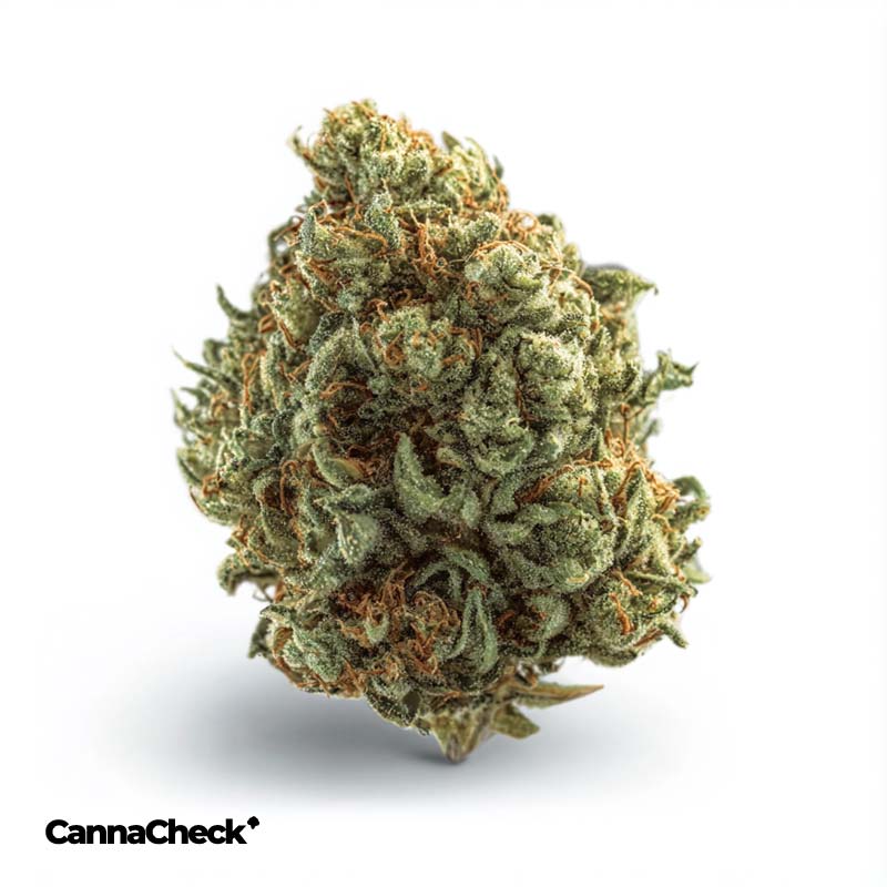 Cannamedical Indica light Dark Star