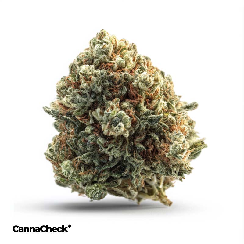 Botanics Orient Bazaar 20/1 Sherbz