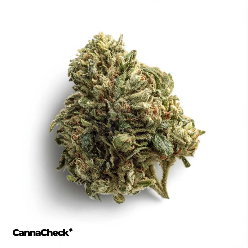 420 Cannabisextrakt THC 10 / CBD 10