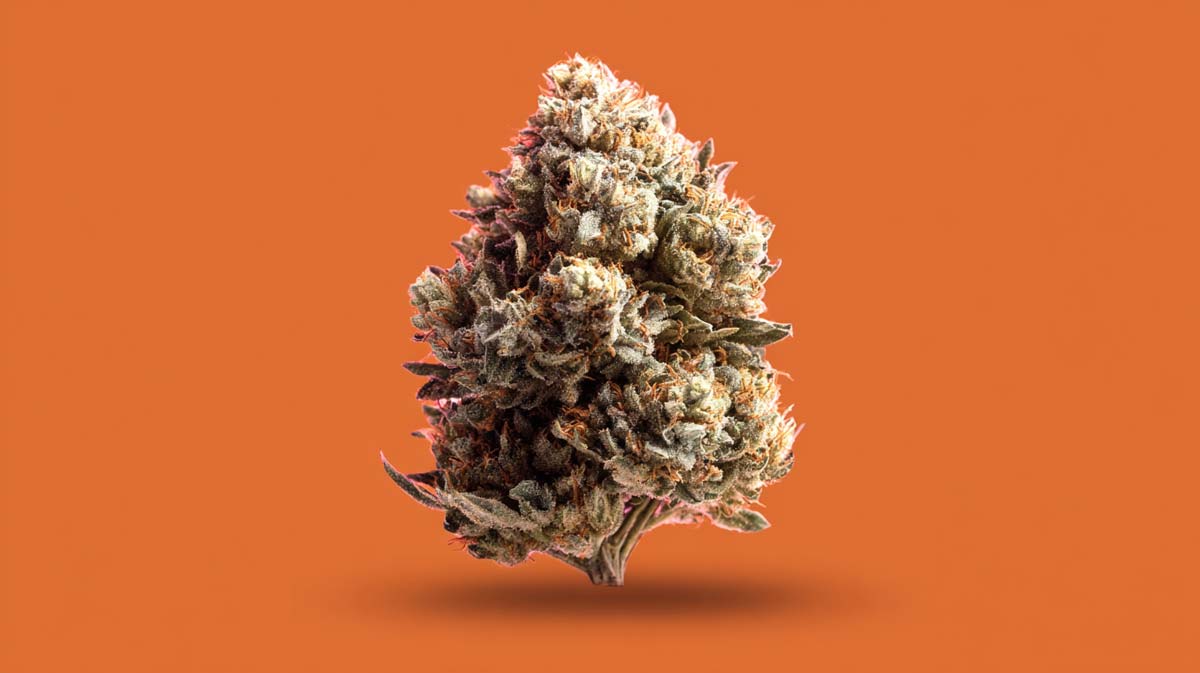 OG Kush / OG Sorten in deutschen Apotheken — Wirkung, Preise & Verfügbarkeit