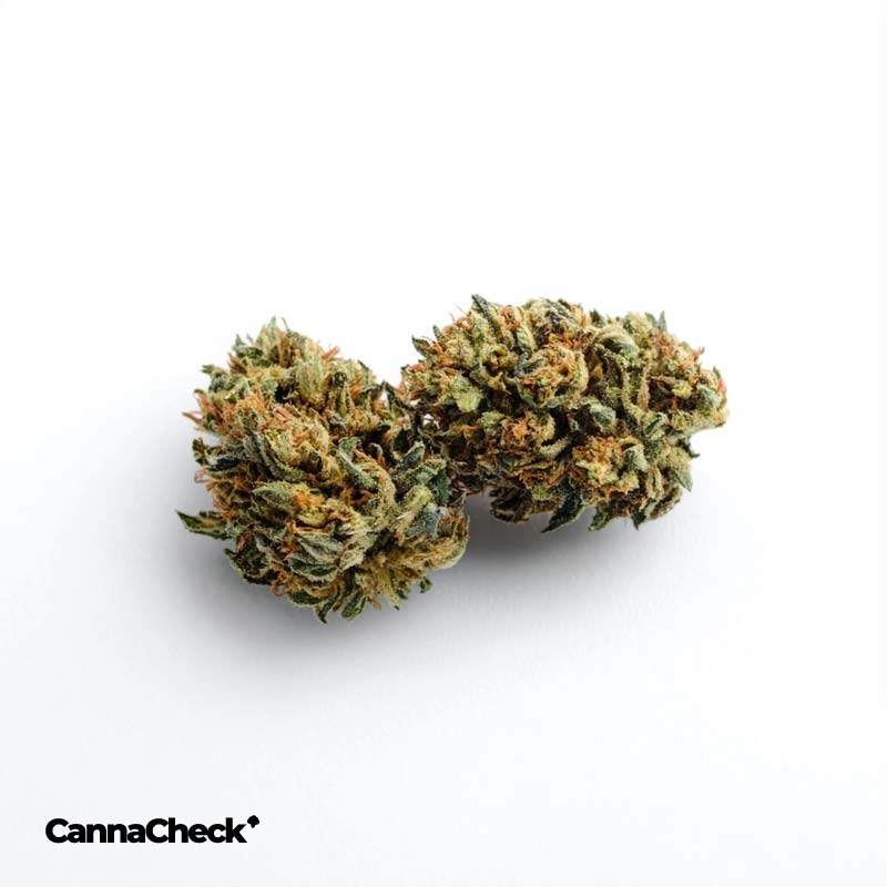 cannabis-bluete-shop-preisvergleich-thc-cbd-ak-47-(11)