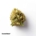 420 Evolution 27/1 CA STR Star Struck