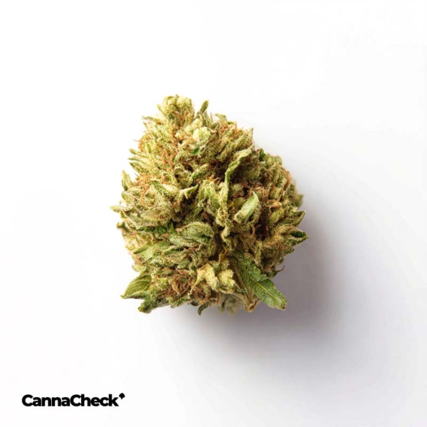 Tilray THC 22 Spotlight Porto Mango