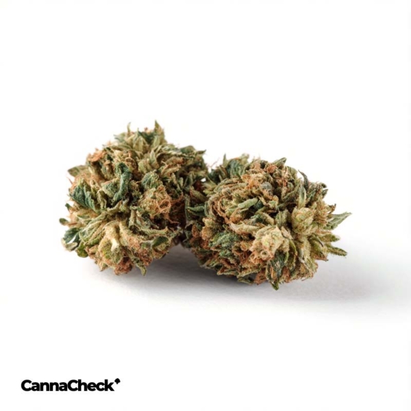 Cannamedical Sativa classic NM Snowflake