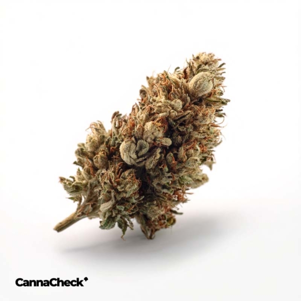 Supreme 18/1 White Widow