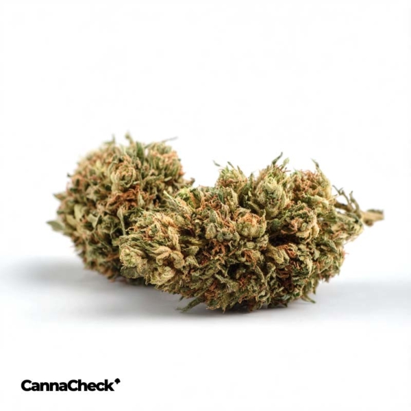 Cannamedical Cannabisextrakt THC50:CBD50