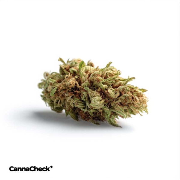 Cirrus Indica 27/1 Space Cake