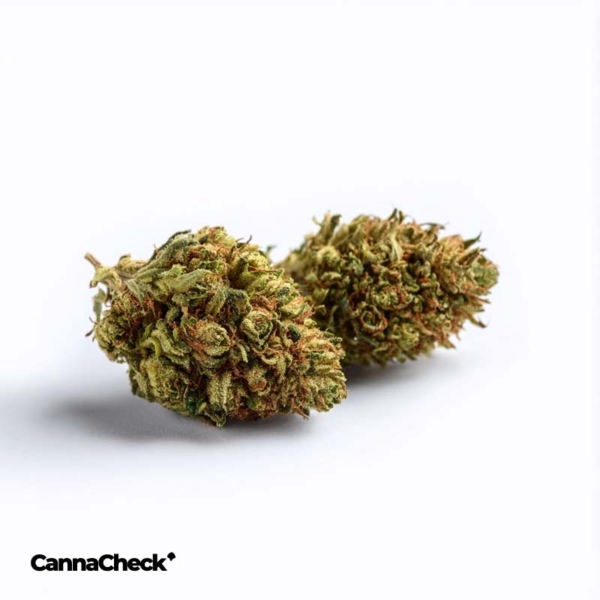 Cannamedical Indica Classic 20/1 ZAF Dank Wafers