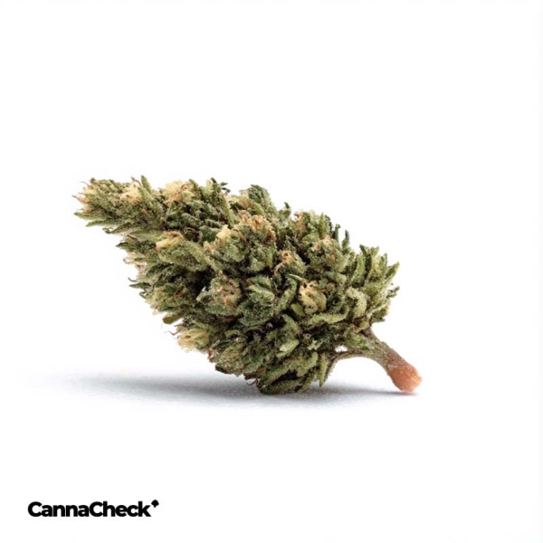 Cannamedical Indica classic URY Dawg Bud Fusion