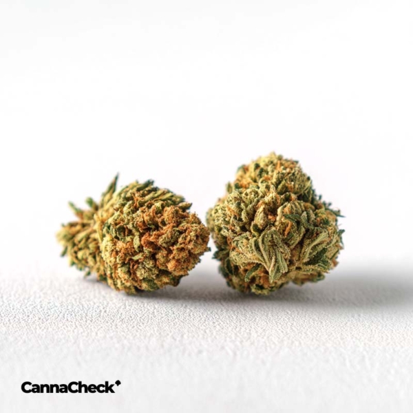 Tilray THC 22 Spotlight Porto Purps