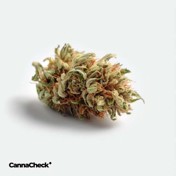 Cannamedical Sativa forte Tangie Chem