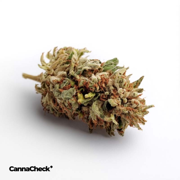 IMC THC22 GGA Purple Grape