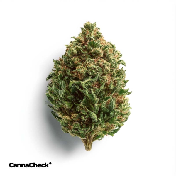 Peace Naturals 29/1 SC Space Cake