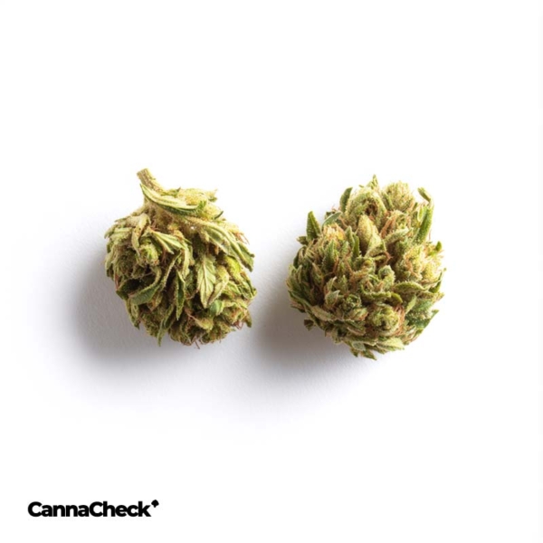 Hempamed RX Extrakt 10:10
