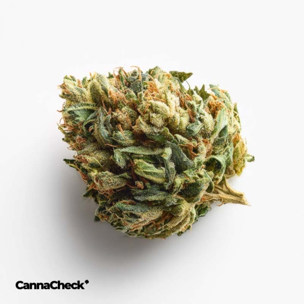 Cannamedical CM 28/1 PO Platinum Oranges