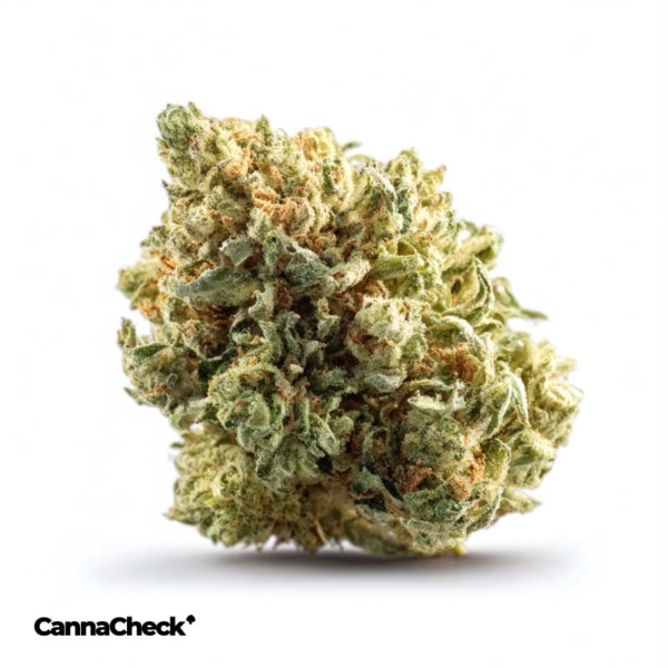 Tilray THC 25 Spotlight Porto Island Sweet Skunk