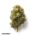 420 Evolution 22/1 CA MAC