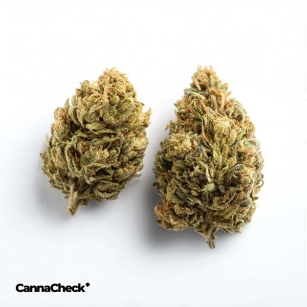 420 Natural 20/1 CA GG4 Gorilla Glue