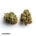 420 Evolution 30/1 CA BUL Bucket List