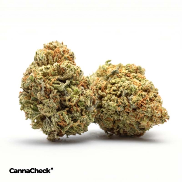 Cannamedical Indica forte MA Carmelita