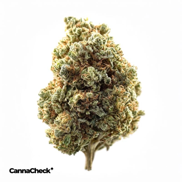 Cannamedical Hybrid Forte 24/1 Garlic Truffle