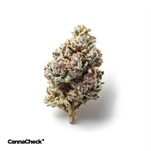 Cannamedical Sativa Vita Lavender Clouds