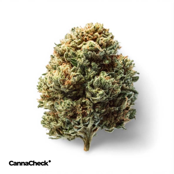 Cannabistada Extrakt THC10/CBD100 CA