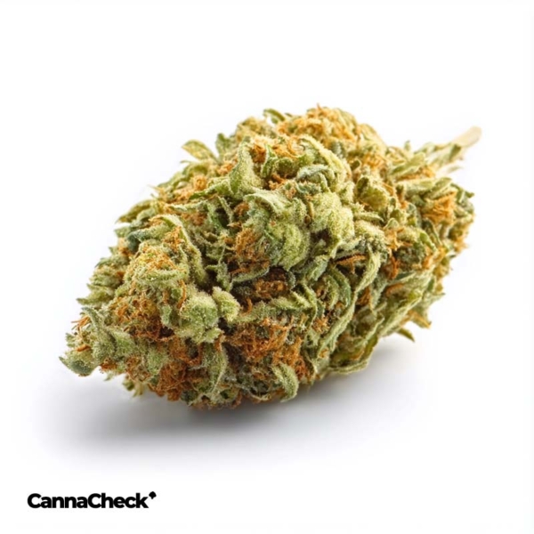 Tilray THC 15 Spotlight Porto Mango