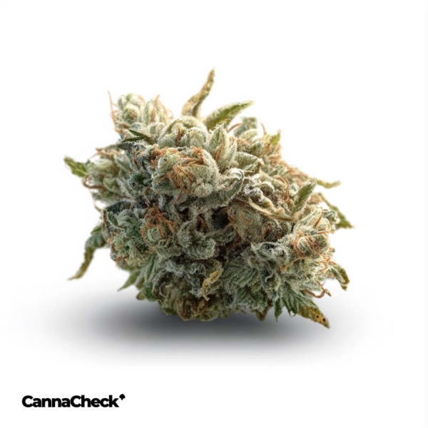420 Compound 18/1 CA GAG Glaced Apricot Gelato