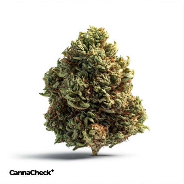 Tilray THC 18 Spotlight Porto Pink Kush