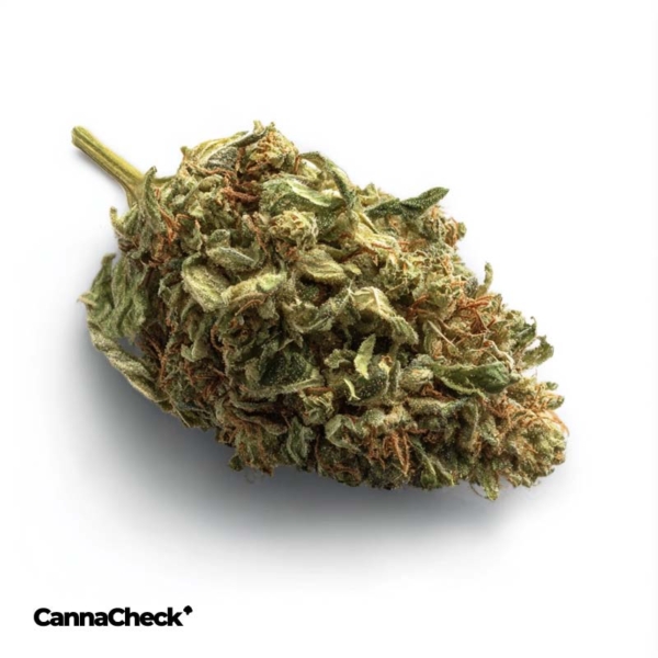 Cannamedical Cannabisextrakt THC12,5:CBD12,5 Strawberry Ice