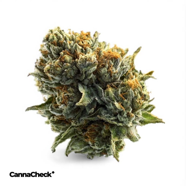 CannabiStada Extrakt THC 50/CBD 25 CA