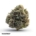 Cannamedical Indica Classic DK 20/1 Cookies Kerosene Punch