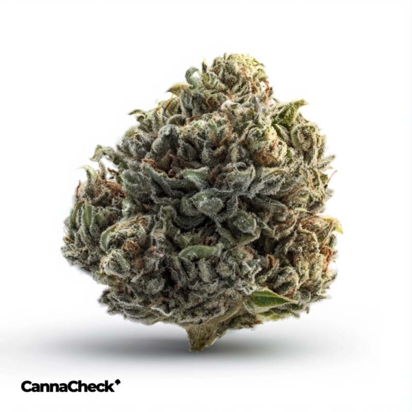 Cannamedical Indica Classic DK 20/1 Cookies Kerosene Punch