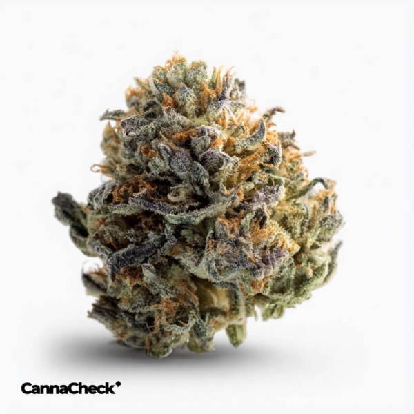 Cannamedical Sativa Light Fast Orange