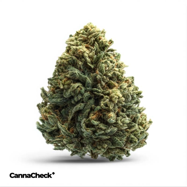 420 Sungrown 22/1 CA ZRP Zour Apple