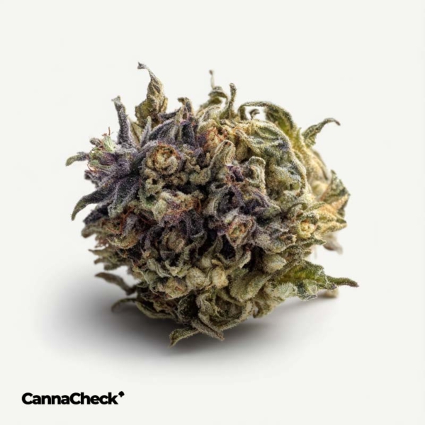 Cannamedical Cannabisextrakt THC10:CBD10