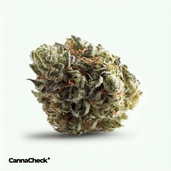 IMC CBD14 C01 God Bud