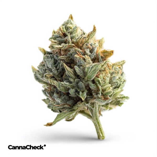 SOMAI Cannabisextrakt Hybrid 50:1