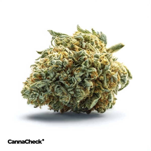 Cannamedical Hybrid Ultra DK 28/1 Ghost Train Haze